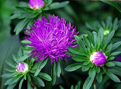 翠菊