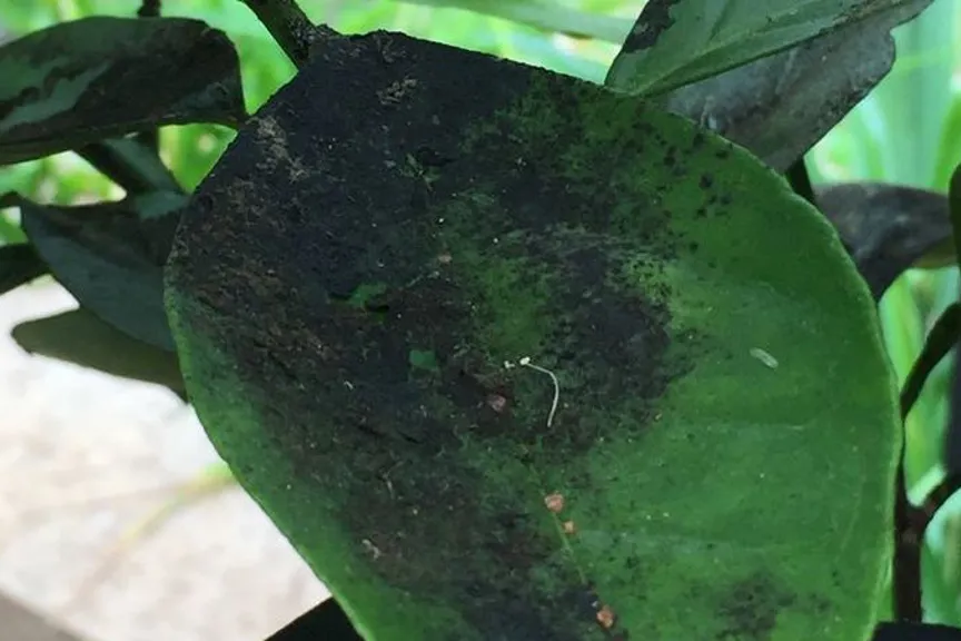 煤污