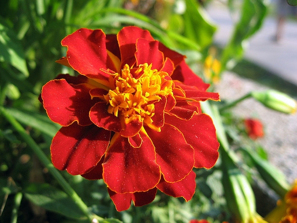 孔雀草